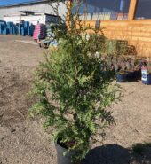 Thuja Brabant