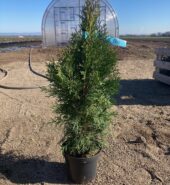 Thuja Smaragd