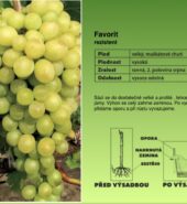 Vinná réva – různé druhy i bezsemenné