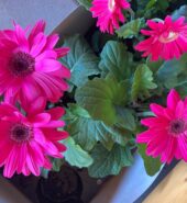 Gerbera