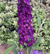 Motýlí keř – různé barvy (Buddleja)